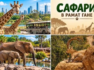 День отдыха в Сафари